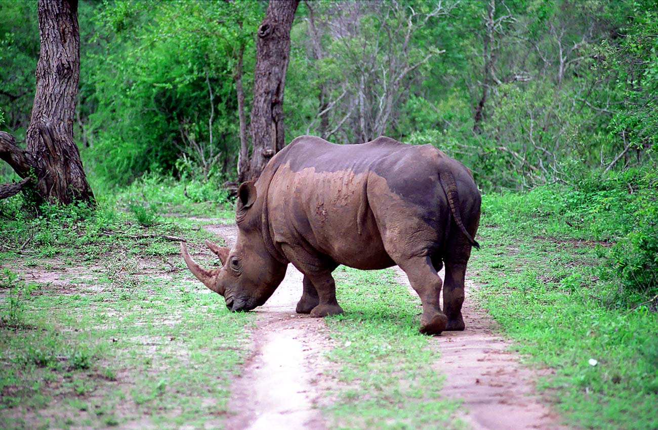 Hagam Safaris - Südafrika Nashörner